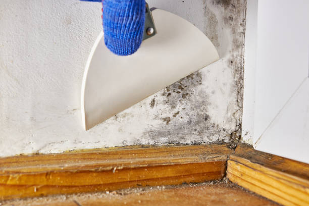 Best HVAC Mold Inspection and Cleaning  in Park Layne, OH